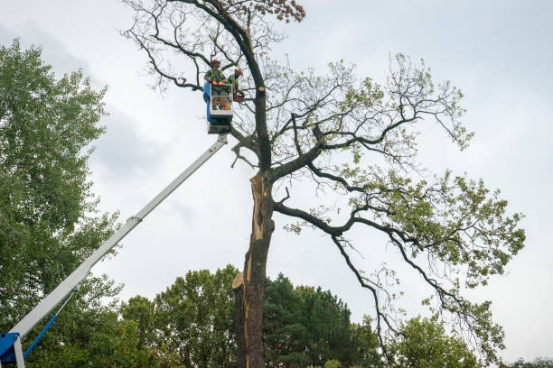 Best Fruit Tree Pruning  in Hollywood Park, TX