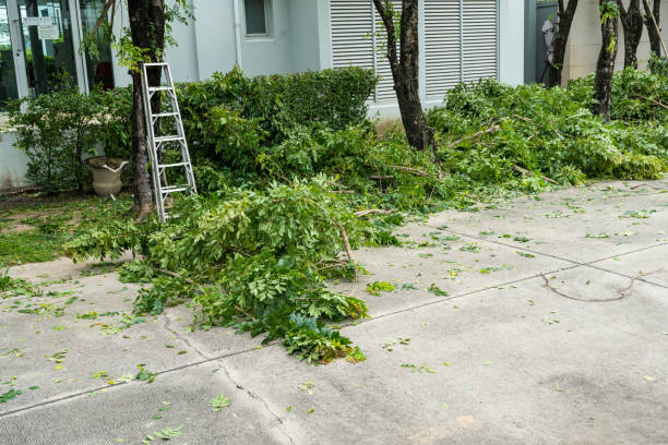 Best Tree Removal  in Hollywood Park, TX