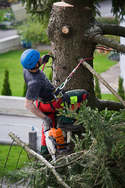 Best Tree Maintenance Programs  in Hollywood Park, TX