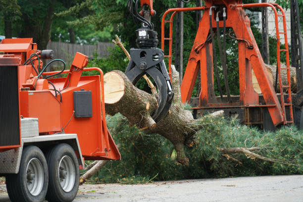 Best Grass Overseeding  in Hollywood Park, TX