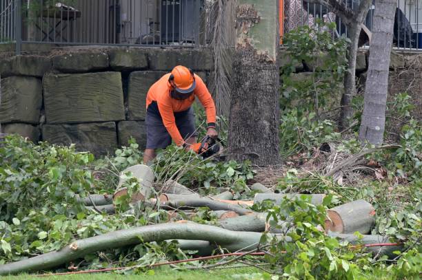 Best Storm Damage Tree Cleanup  in Hollywood Park, TX