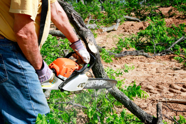 Best Emergency Tree Removal  in Hollywood Park, TX