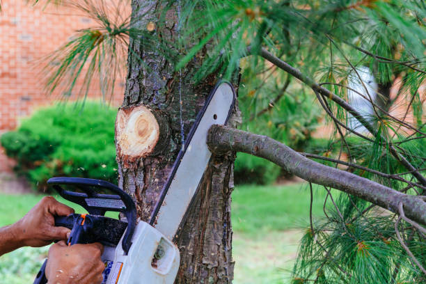 Best Arborist Consultation Services  in Hollywood Park, TX